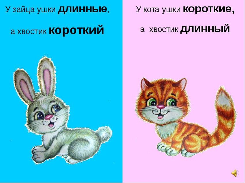 Кот длинный и короткий