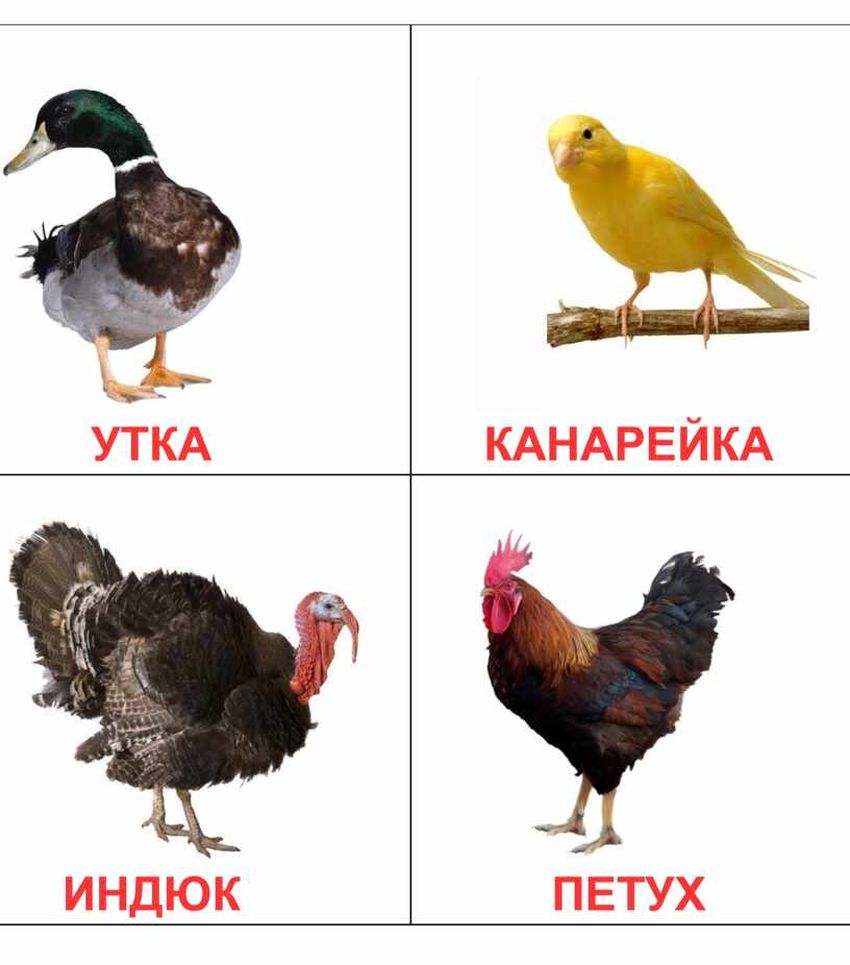 Домашние птицы