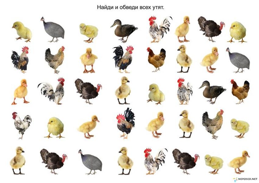 Птицы животные