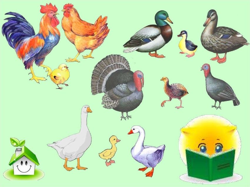 Домашние птицы для детей