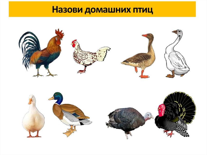 Домашние птицы задания