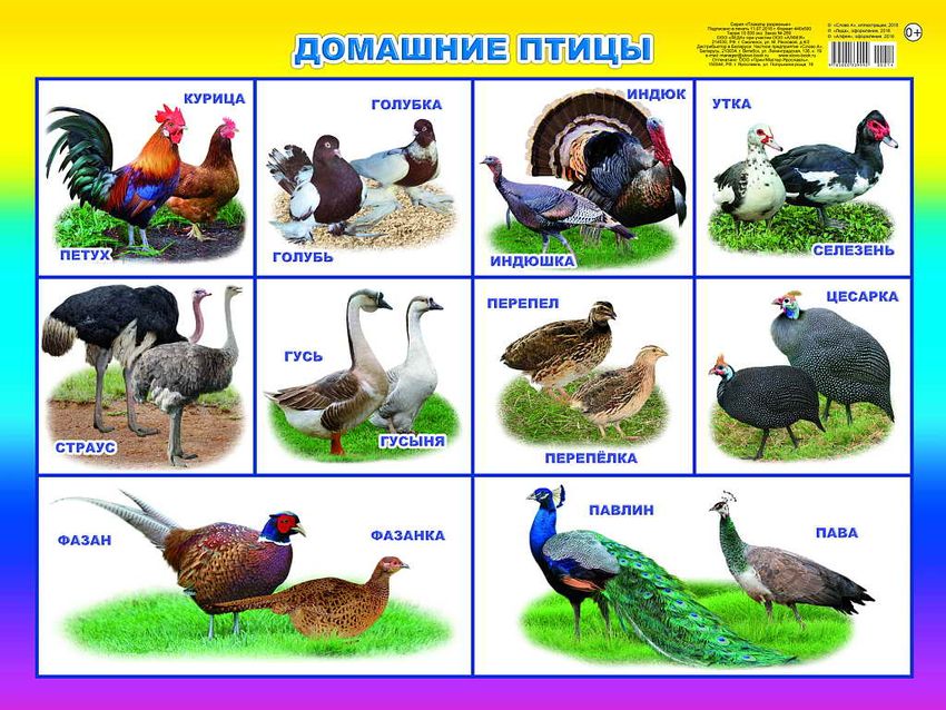Плакат домашние птицы