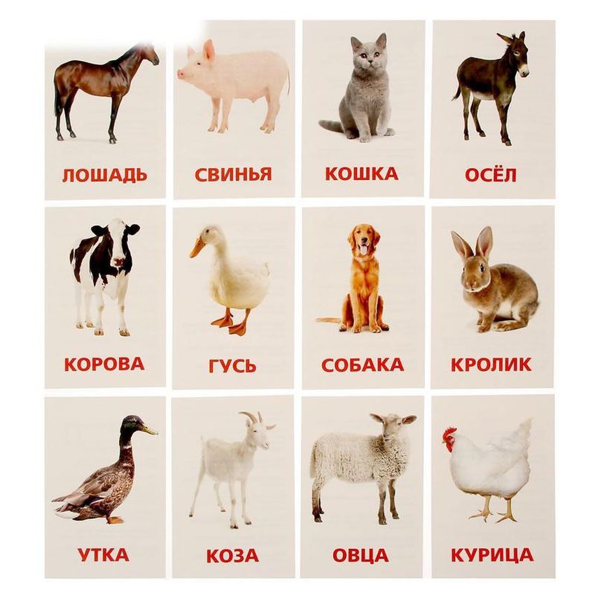 Домашние животные картинки для детей карточки
