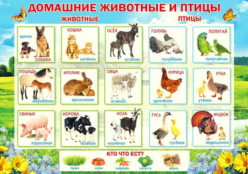 Домашние животные для детского сада