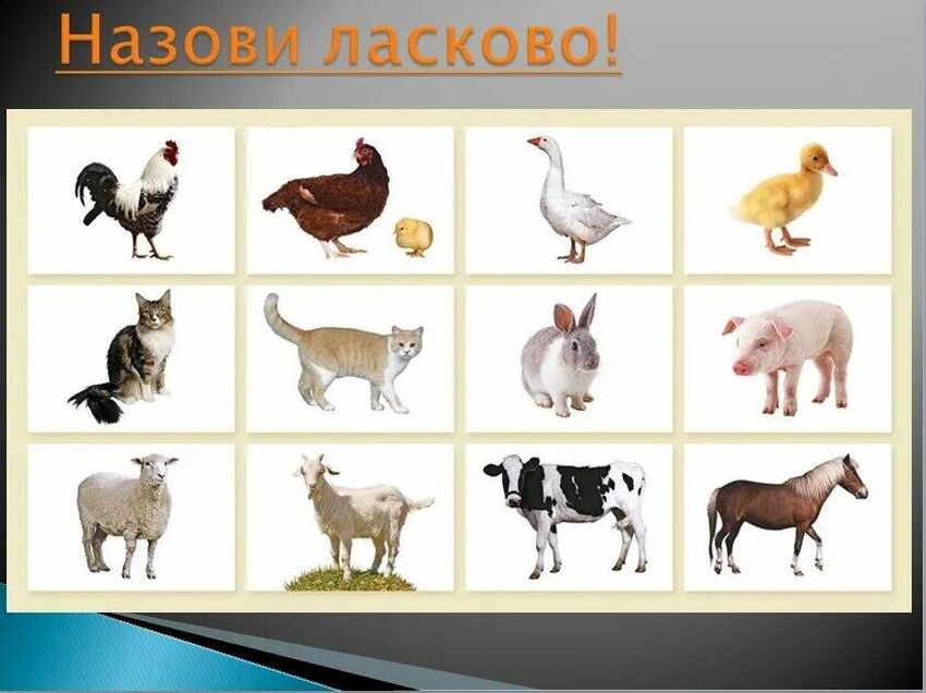 Домашние животные для детей