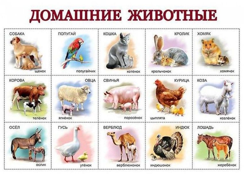 Домашние животные для детского сада