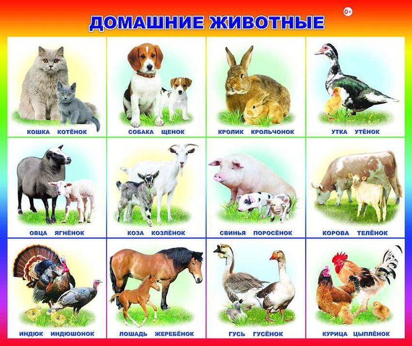 Домашние животные для детского сада