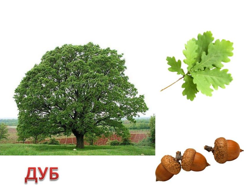 Дерево дуб