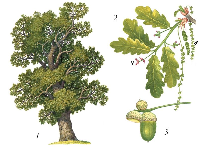 Дуб черешчатый quercus robur