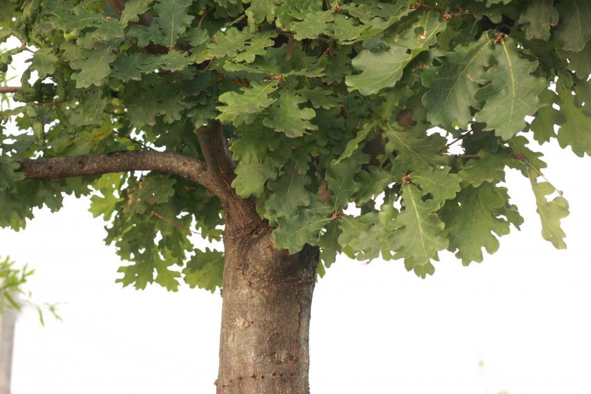 Дуб черешчатый quercus robur