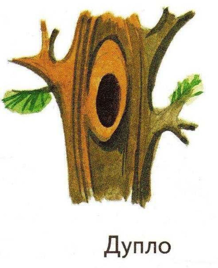 Дупло белки