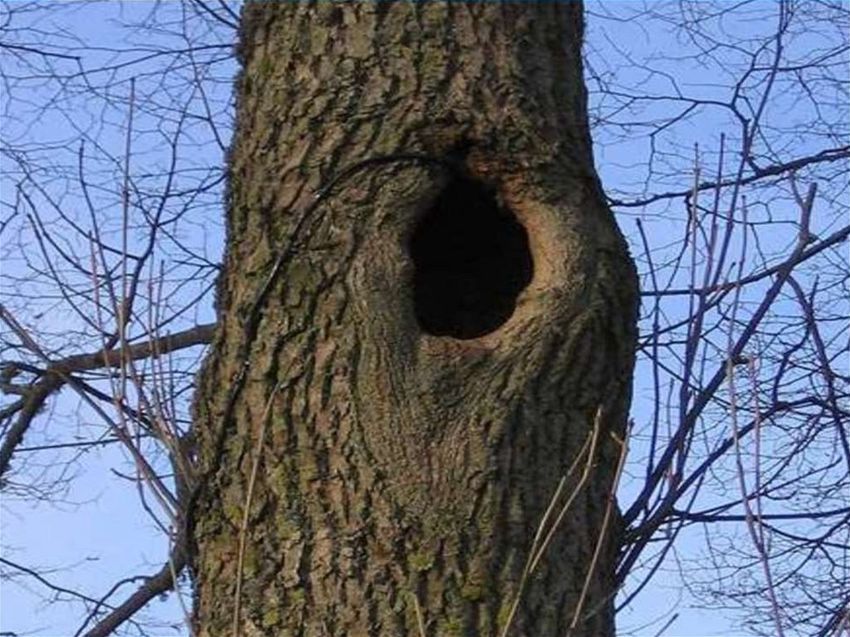 Дупло белки беличье дупло