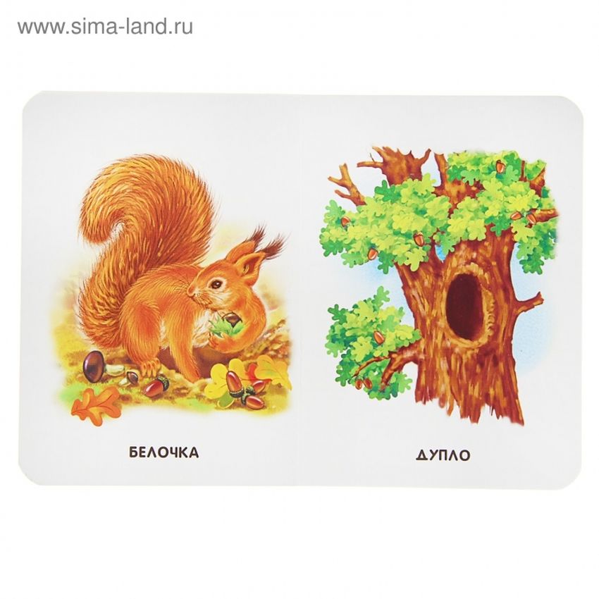 Беличье дупло