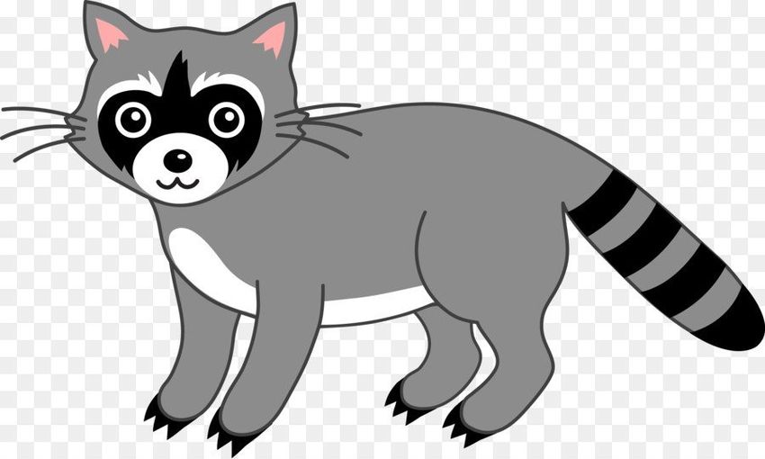 Raccoon