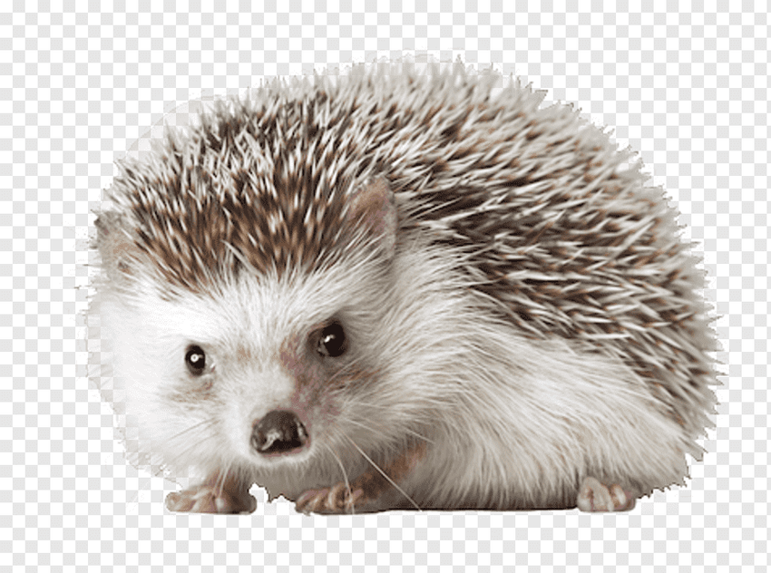 Ёж на белом фоне
