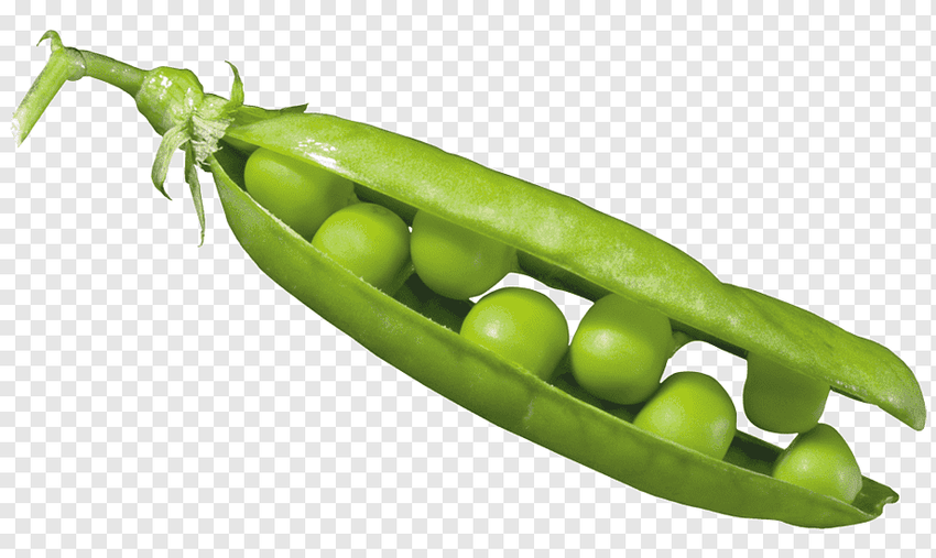 Горох на белом фоне Горох на прозрачном фоне