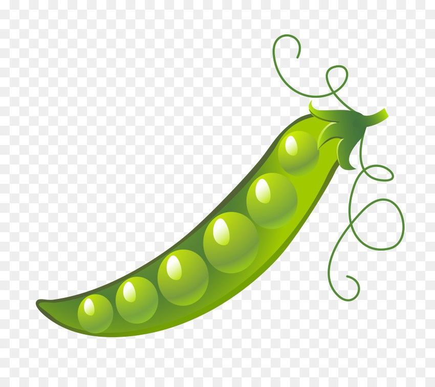 Стручок гороха Рисунок гороха