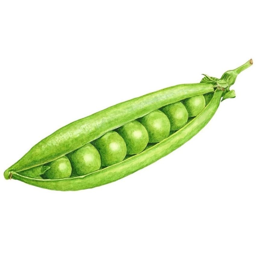 Стручок гороха Горох