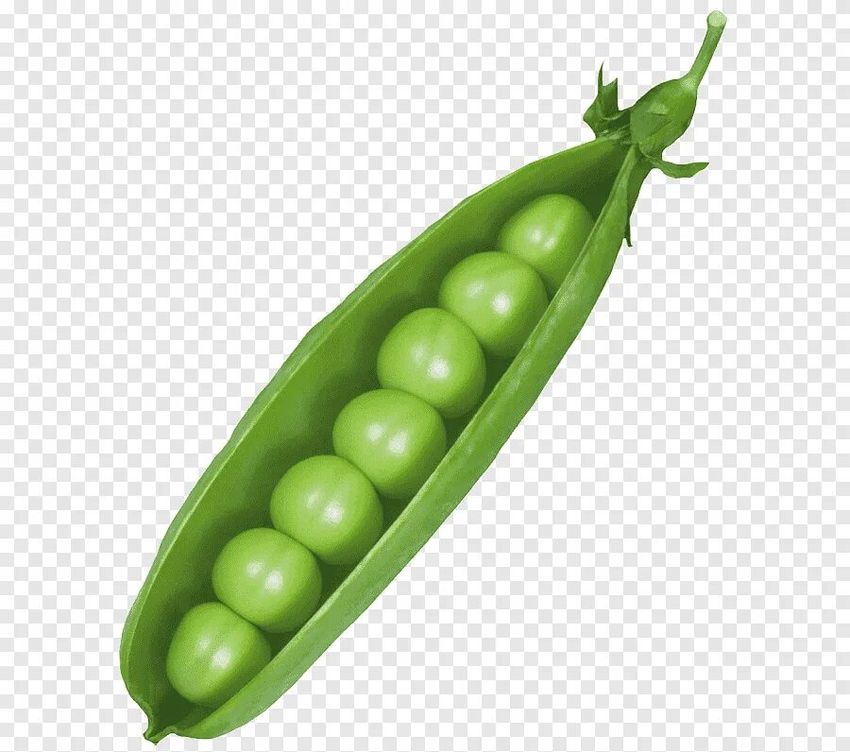 Горох на белом фоне Горох