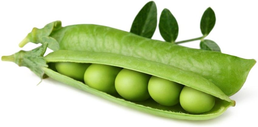 Горох Горох на белом фоне