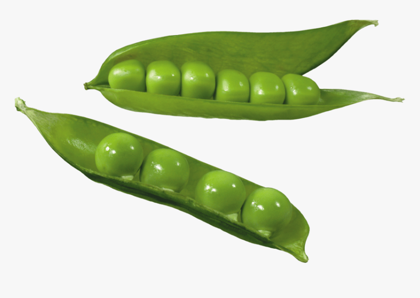 Стручок гороха Горох на прозрачном фоне