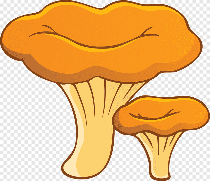 Лисичка гриб рисованый