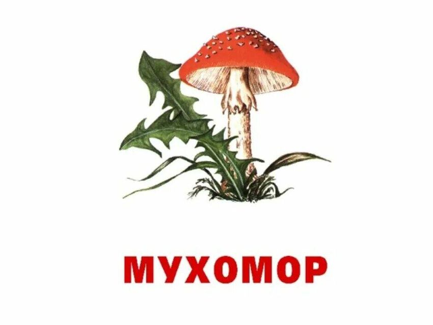 Гриб мухомор