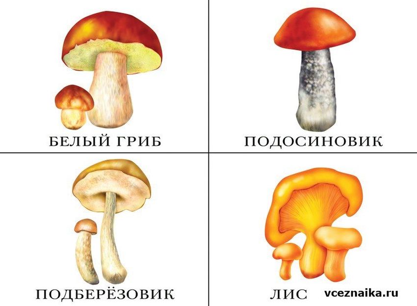 Грибы для дошкольников