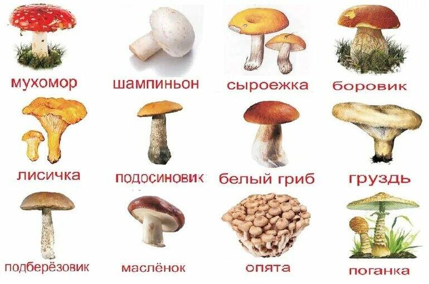 Карточки съедобные и несъедобные грибы для детей