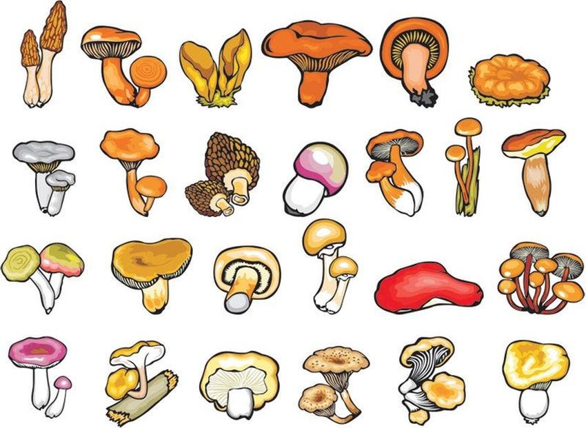 Съедобные грибы рисунок