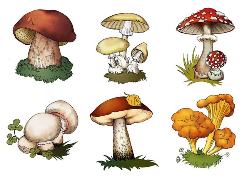 Рисунок с грибами