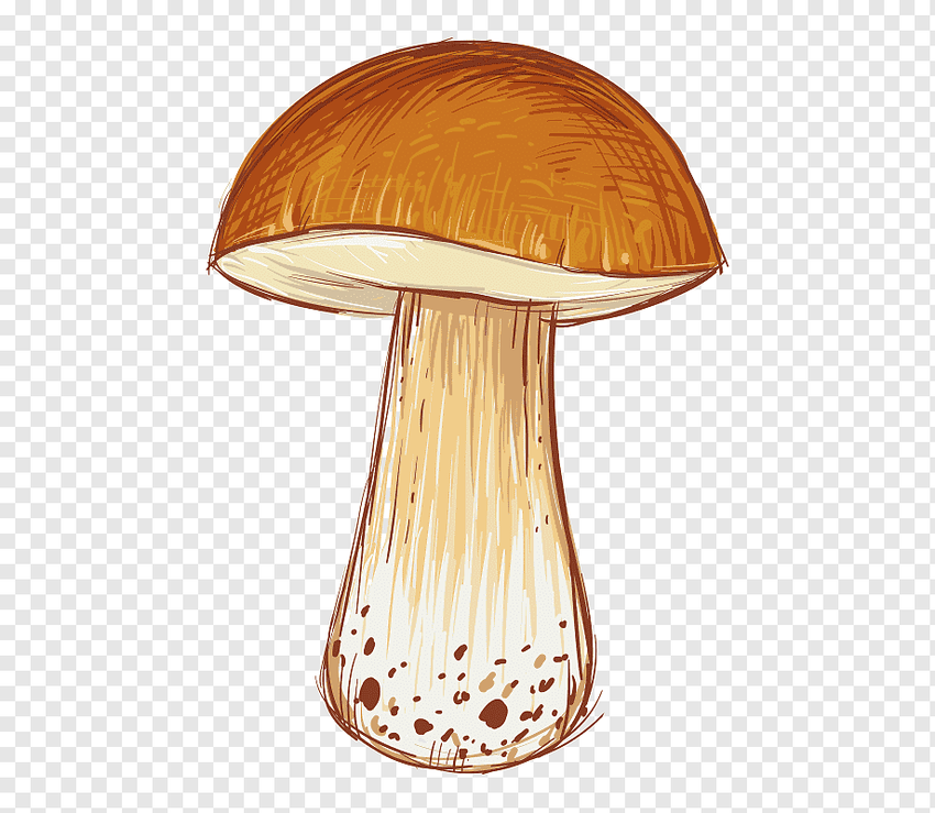 Рисунок с грибами