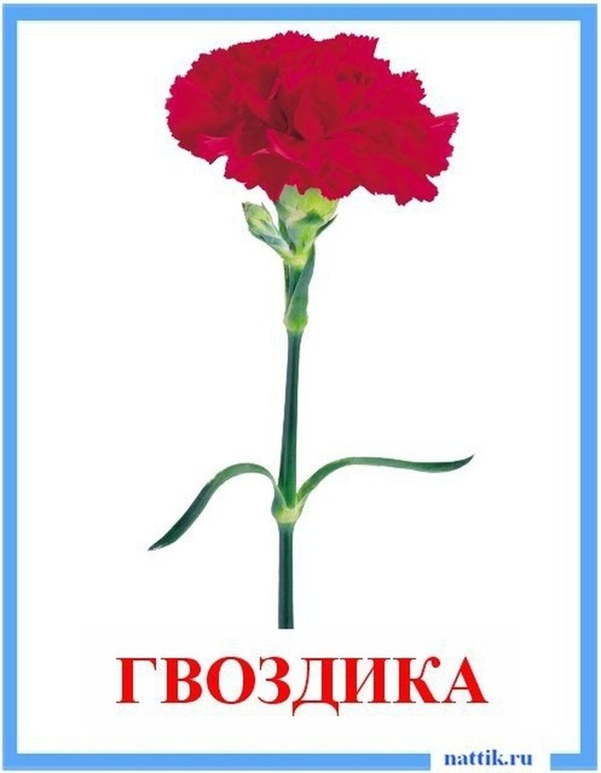 Карточки с изображением цветов