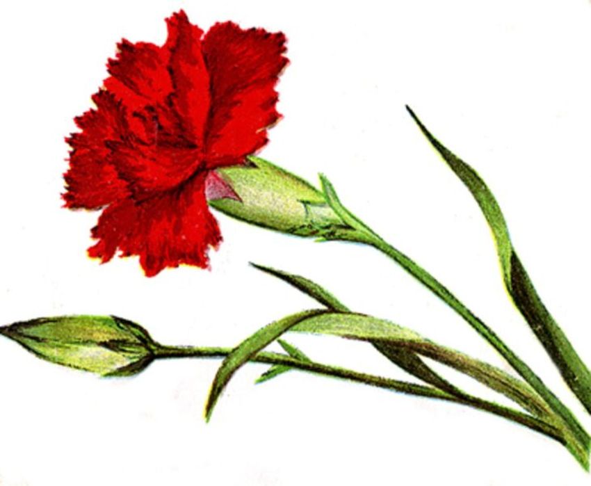 Рисунок гвоздики