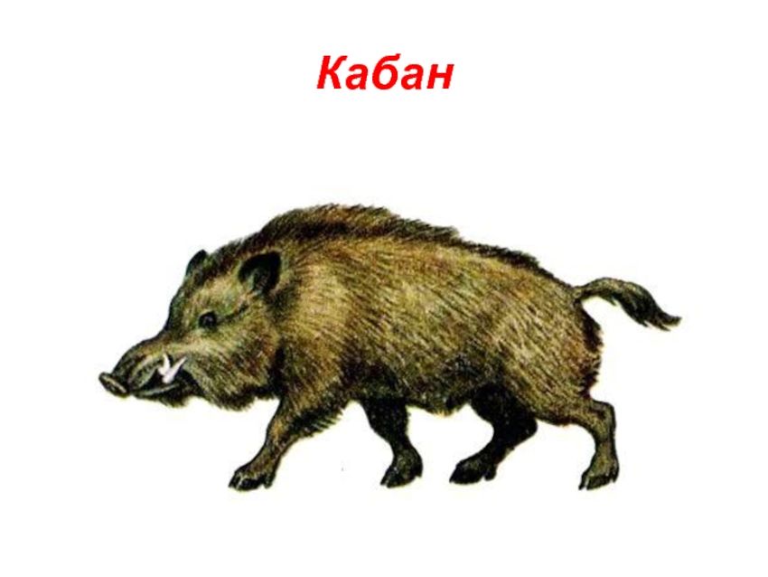 Кабан для детей