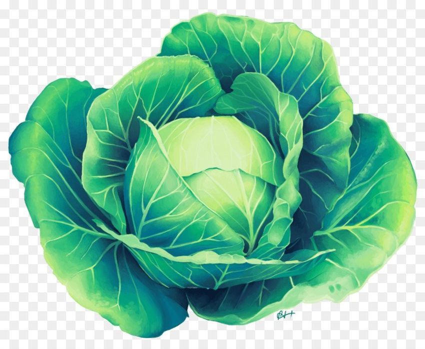 Лист капусты
