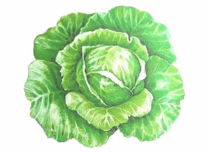 Лист капусты