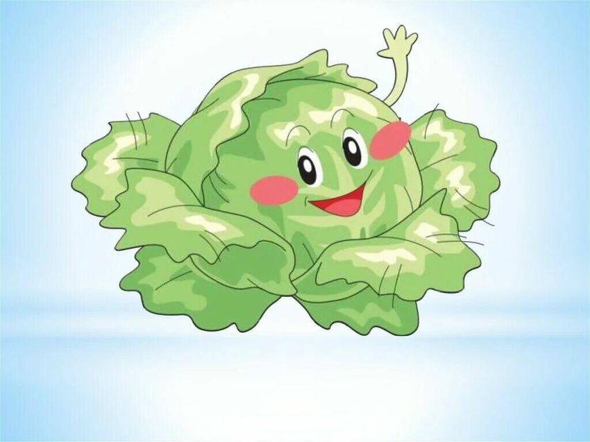 Капуста рисунок