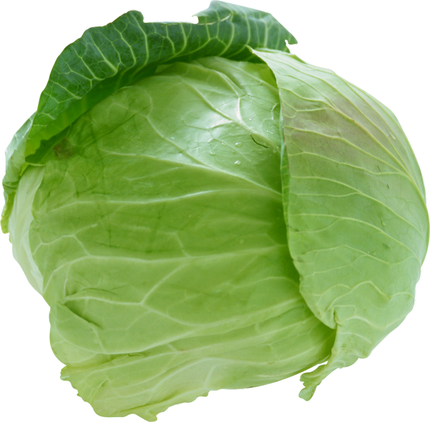 Лист капусты