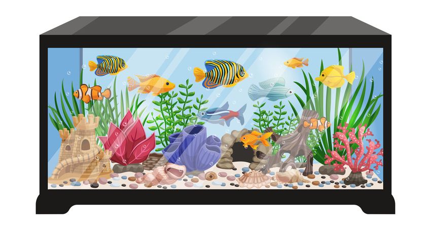 Рыбки аквариум Аквариум