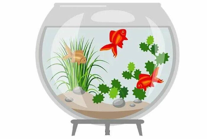 Аквариум Рыбка в аквариуме