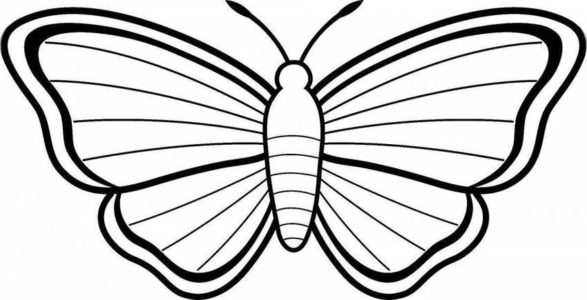 Раскраска бабочка Раскраски для детей бабочки