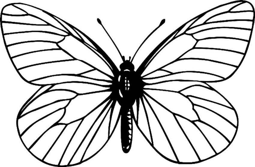 Раскраска бабочка Бабочки раскраска для детей