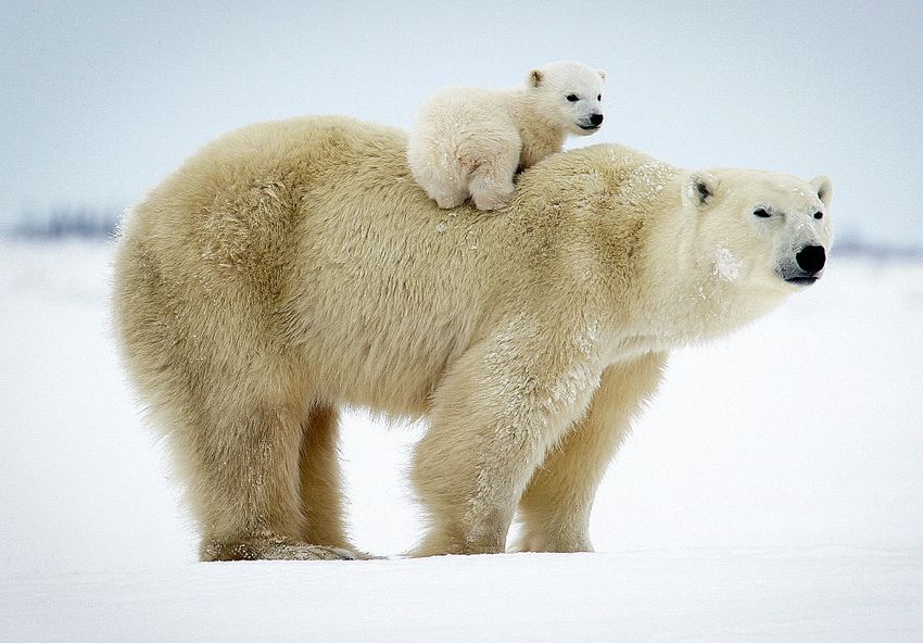 Арктика белый медведь