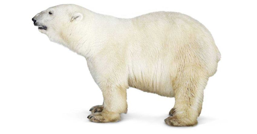 Белый медведь сбоку