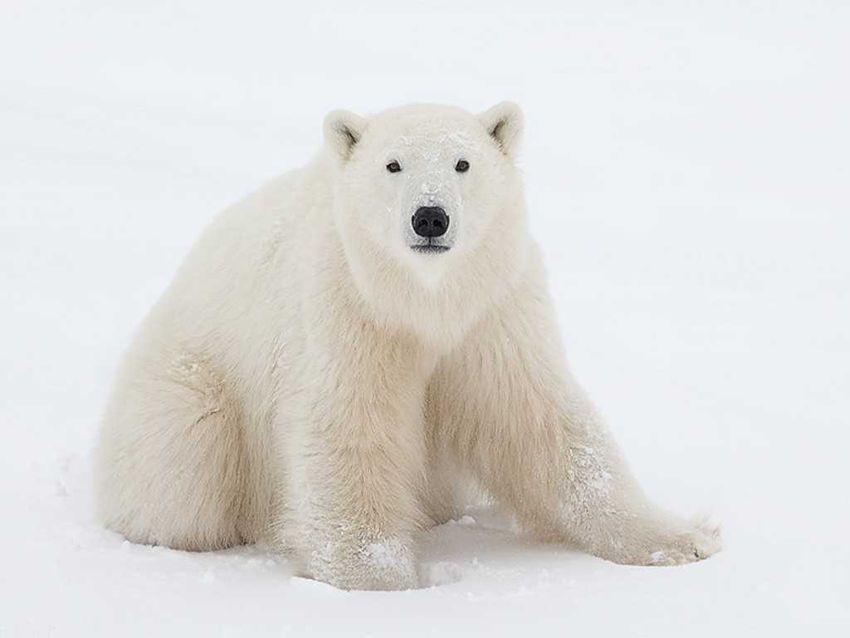 Арктика белый медведь