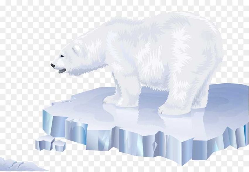 Белый медведь на прозрачном фоне