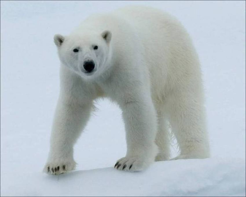 Архангельский белый медведь