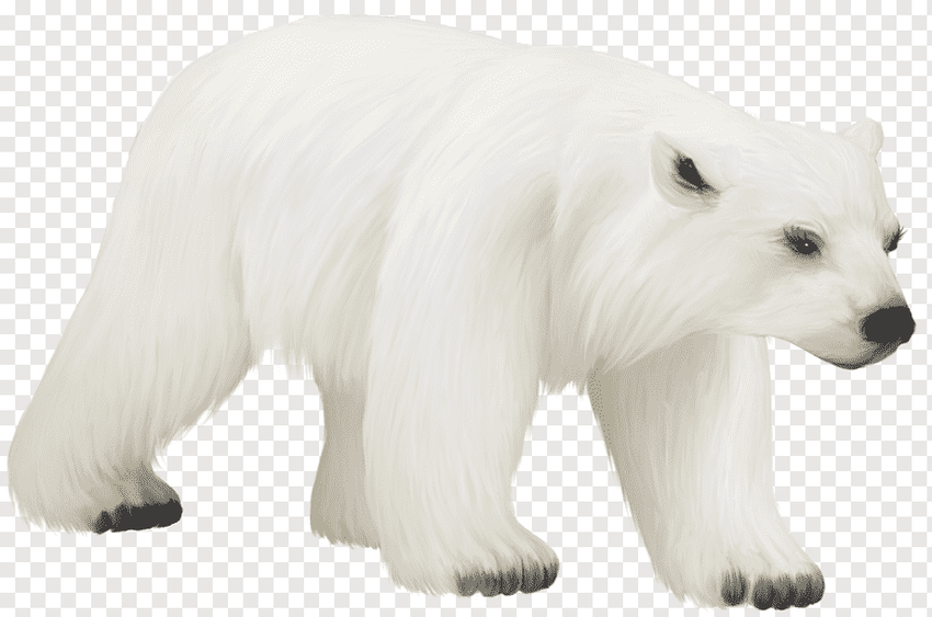 Белый медведь без фона