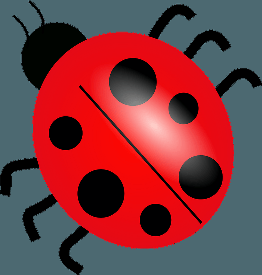 Ladybug божья коровка